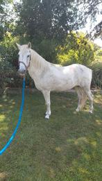Te koop d pony merrie weidemaatje, Dieren en Toebehoren, Paarden, Merrie, Minder dan 160 cm, Niet van toepassing, 11 jaar of ouder