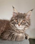 Nog 1 Prachtig raszuiver Maine Coon poesje te koop, Dieren en Toebehoren, Katten en Kittens | Raskatten | Langhaar, Meerdere dieren