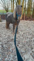 Appaloosa ter dekking aangeboden, Dieren en Toebehoren, Verzenden, Overige soorten