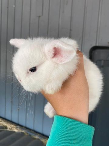 Meerdere lieve minilop x nhd schatjes beschikbaar voor biedingen
