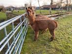 Alpaca ( ruin ), Dieren en Toebehoren, Mei, Mannelijk