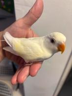 Jonge Agepornis, Geslacht onbekend, Dwergpapegaai of Agapornis, Geringd
