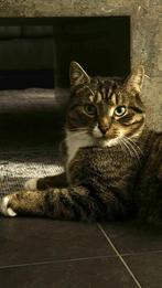 Liefdevolle kat (2 jaar) zoekt een nieuw thuis (incl Spullen, 0 tot 2 jaar