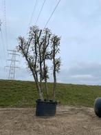 Quercus suber 500cm +/-, Tuin en Terras, Overige soorten, Lente, 400 cm of meer, Ophalen