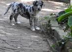Prachtige blue merle kruising Labrador pup (Aussiedor)., Dieren en Toebehoren, Reu, CDV (hondenziekte), 8 tot 15 weken, Eén hond