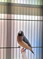Witstuit gouldamadines, Dieren en Toebehoren, Vrouwelijk, Tropenvogel, Geringd