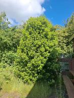 Mega laurier boom, Tuin en Terras, Planten | Bomen, Ophalen, Volle zon, Overige soorten, 400 cm of meer