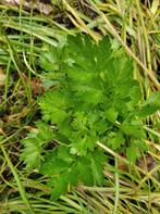 Selderieplantjes, lekker in de soep en zuivert de nieren, Ophalen of Verzenden, Bloeit niet, Tweejarig, Kruiden