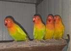 4-0 Fischeri pale fallow groenreeks 2024, Dieren en Toebehoren, Geslacht onbekend, Dwergpapegaai of Agapornis, Geringd