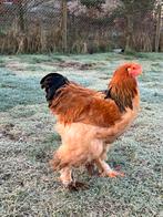 Brahma haan Buff Zwart, Dieren en Toebehoren, Pluimvee, Kip