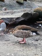 Roodschoudertaling, Dieren en Toebehoren, Pluimvee, Meerdere dieren, Eend