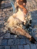 Gratis Walliser schwarznase wol ( schapenwol), Dieren en Toebehoren, Meerdere dieren, Schaap