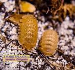 Cristarmadillidium muricatum pissebedden / isopods, Overige soorten