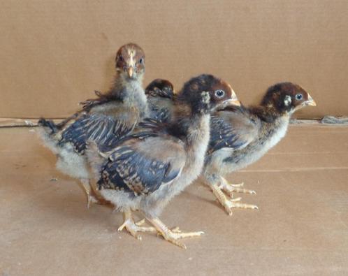 hennen barnevelder dubbelgezoomd groot, Dieren en Toebehoren, Pluimvee, Kip, Vrouwelijk