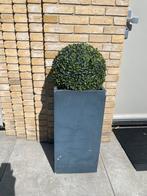 2 stuks bloempotten + buxusbol (nep), Ophalen, Steen, Rond, Zo goed als nieuw