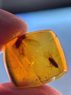 Birmees Amber (A) met insluiting van onbekend vliegend insec, Verzenden, Fossiel