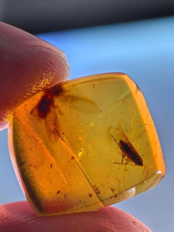 Birmees Amber (A) met insluiting van onbekend vliegend insec, Verzamelen, Mineralen en Fossielen, Fossiel, Verzenden