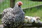 GEZOCHT Wyandotte kip en kuikens, Dieren en Toebehoren, Pluimvee, Vrouwelijk, Kip