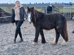Prachtige leuke tinker merrie, Dieren en Toebehoren, Pony's, Merrie, 0 tot 2 jaar, C pony (1.27m tot 1.37m), Recreatiepony