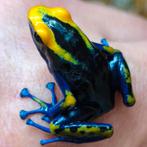 Dendrobates tinctorius 'Lorenzo', Dieren en Toebehoren, Amfibie, 0 tot 2 jaar