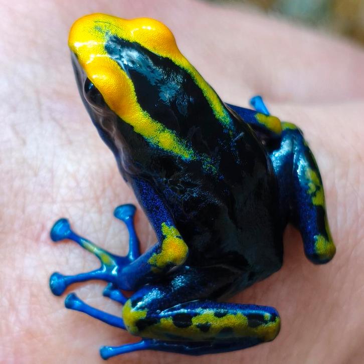 Dendrobates tinctorius 'Lorenzo'