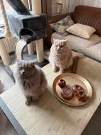 Twee lieve britse langharige broertjes (1 jaar), Kater