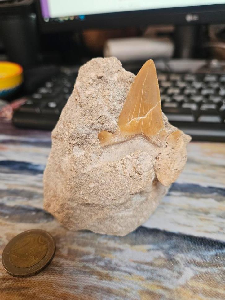 Fossiele haaientand in steen, Verzamelen, Mineralen en Fossielen, Fossiel, Ophalen of Verzenden