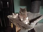 Maine Coon kittens katertjes, Dieren en Toebehoren, Katten en Kittens | Raskatten | Korthaar, Meerdere dieren, Gechipt, 0 tot 2 jaar