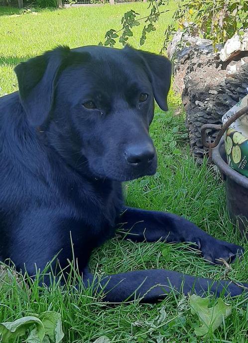 Prachtige kruising van labrador, herder, vleugje rottweiler, Dieren en Toebehoren, Honden | Niet-rashonden, Middel, Reu, Particulier