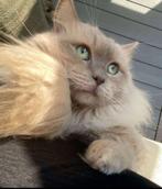 Ragdoll Mink, Dieren en Toebehoren, Kater, Ontwormd