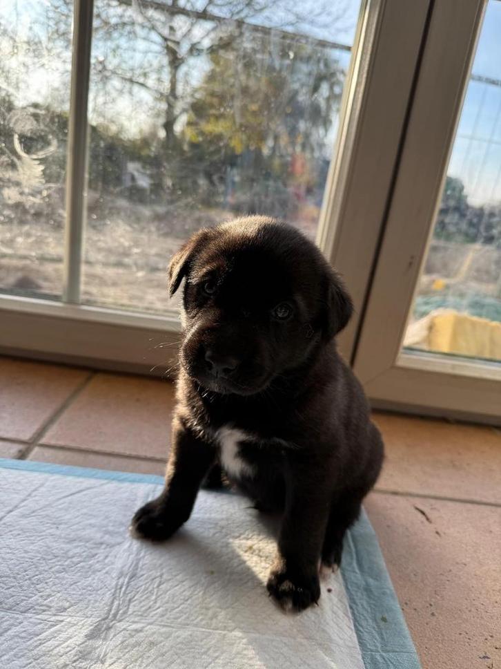 Puppy kruising, Dieren en Toebehoren, Honden | Niet-rashonden, Groot, Meerdere dieren, Particulier, Meerdere, Nederland, 8 tot 15 weken