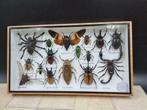 Grote Insectenbox Assorti Opgezette Bijzondere Insecten, Verzamelen, Dierenverzamelingen, Nieuw, Opgezet dier, Ophalen of Verzenden