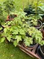 Japanse anemoon,, Ophalen, Zomer, Overige soorten, Volle zon