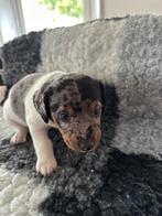 Jack russel pups, Dieren en Toebehoren, Jack Russell Terriër, CDV (hondenziekte), 8 tot 15 weken, Meerdere