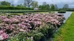 Rhododendrons Cunningham's blush (white) RododendronWitRoze, Tuin en Terras, Minder dan 100 cm, Ophalen, Rhododendron
