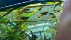 Kleine en semi volwassen guppies endlers, Dieren en Toebehoren, Vissen | Aquariumvissen, Vis