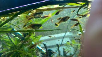 Kleine en semi volwassen guppies endlers beschikbaar voor biedingen