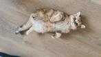 British goldblack cat, Dieren en Toebehoren, Katten en Kittens | Raskatten | Korthaar, Poes