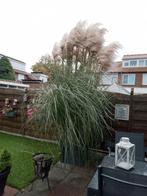Pampasplant, Tuin en Terras, Ophalen of Verzenden, Volle zon, Overige soorten