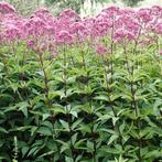 Bio zaden Koninginnekruid – Eupatorium cannabinum | Inheems, Verzenden, Voorjaar, Halfschaduw, Zaad