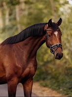 Kwpn paard te koop, Ophalen