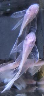 Ancistrus snowwhite longfin, Dieren en Toebehoren, Zoetwatervis, Overige typen