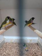 Gould amadine poppen, Dieren en Toebehoren, Vogels | Overige Vogels, Vrouwelijk