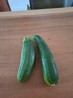 Courgette  iedere dag nieuwe, Tuin en Terras, Planten | Tuinplanten, Ophalen, Zomer