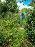 Buddleja Royal red, Ophalen, Zomer, Overige soorten, Volle zon