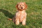 Cockapoo pups te koop, Rabiës (hondsdolheid), 15 weken tot 1 jaar, Buitenland, Meerdere