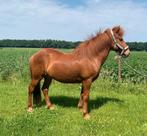 Mooie ijslander ruin, Dieren en Toebehoren, Minder dan 160 cm, Met stamboom, Ruin, 11 jaar of ouder