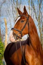 Lieve allrounder ruin, Dieren en Toebehoren, Paarden, Recreatiepaard, Ruin, 3 tot 6 jaar, 165 tot 170 cm