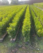 Hagen groen blijvende kant en klaar 100 lang 120/140 cm h, Ophalen of Verzenden, Laurier, 100 tot 250 cm