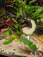 Mooie ancistrus longfin vrouw, Dieren en Toebehoren, Vis